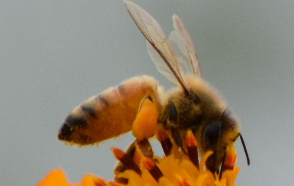 3月8日はミツバチの日